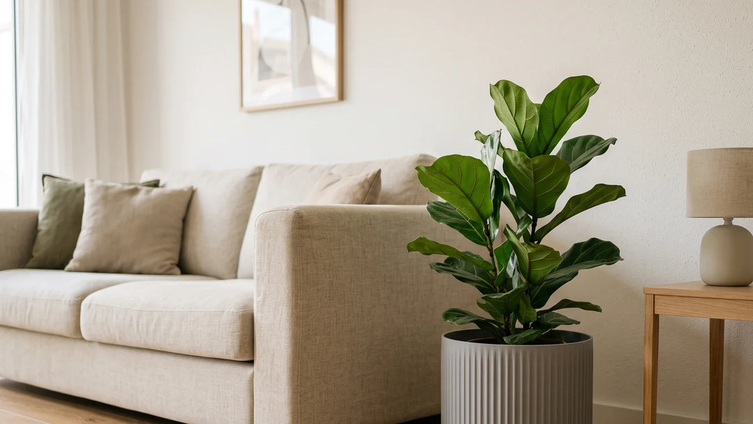 Rincón de salón con un macetero gris de PLA mate de gran diámetro sobre parquet y una planta de hoja ancha