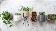 Vasi per piante di design